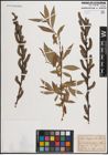 Foto von Salix daphnoides Vill.